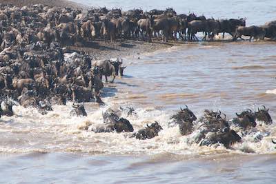 Wildebeest Migration River crossing in the Masa Mara